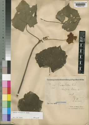 Kew Gardens K000241016:  Buttner, R. [345]