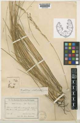 Kew Gardens K000433652:  Buchtien, O. [s.n.] Bolivia