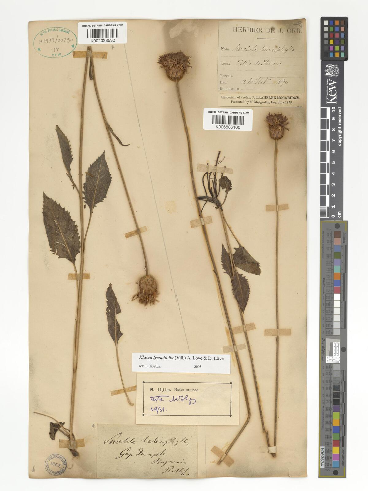 Klasea lycopifolia