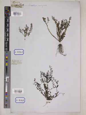 Kew Gardens K001109975:  s.coll. [Cat. no. 406]