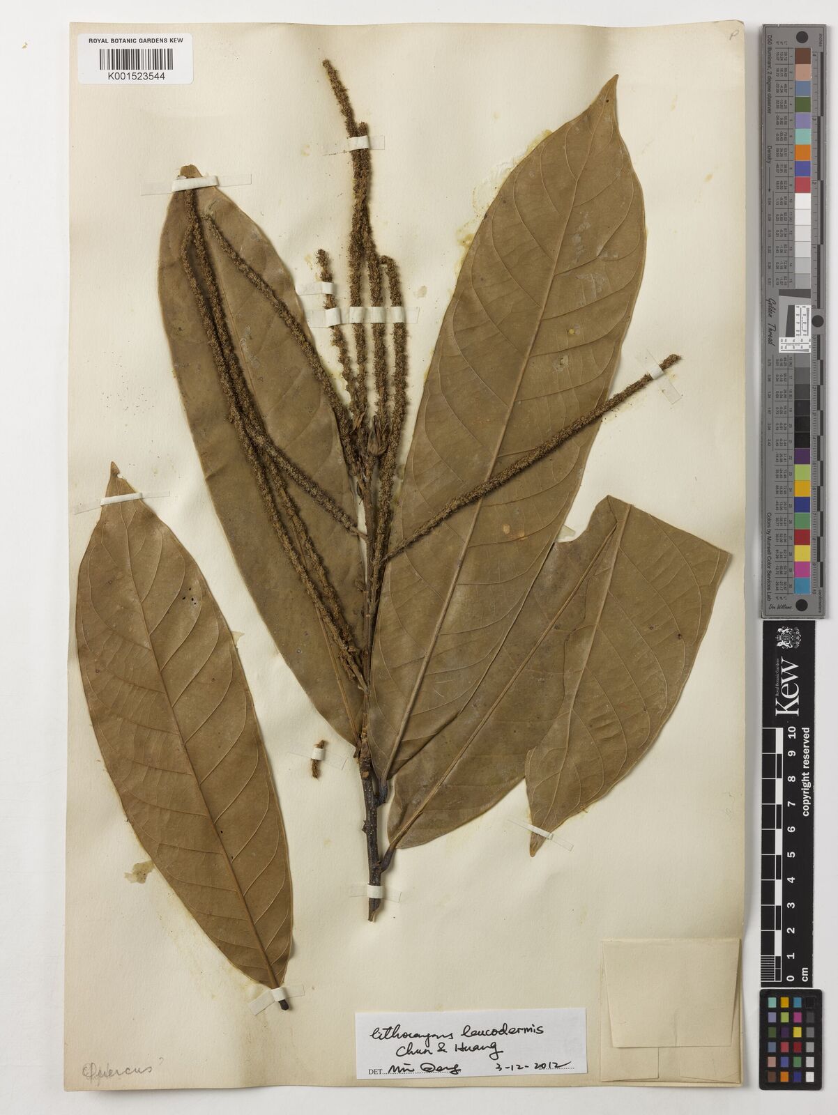 Lithocarpus leucodermis