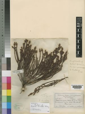 Kew Gardens K000252428:  Bolus, H. [687] South Africa