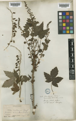 Kew Gardens K000762692:  Cooley, G.E. [s.n.] United States