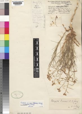 Kew Gardens K000230421:  Pearson, H.H.W. [7869]