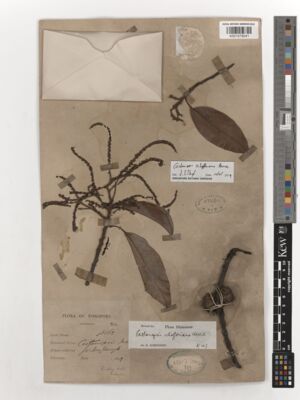 Kew Gardens K001579041:  Ridley, H.N. [10162] Singapore