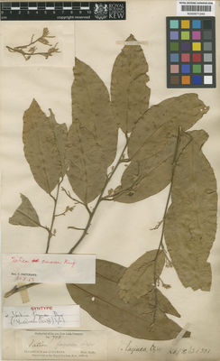 Kew Gardens K000671245:  s.coll. [718] Burma