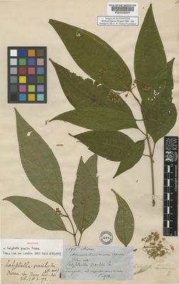 Kew Gardens K000006321:  Spruce, R. [4896] Peru