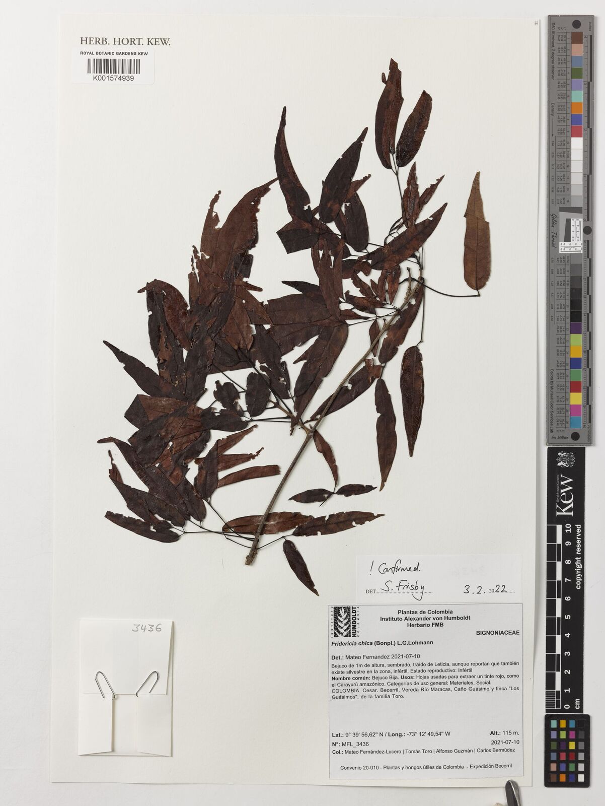 Fridericia chica (Bonpl.) L.G.Lohmann | Plants of the World Online | Kew  Science