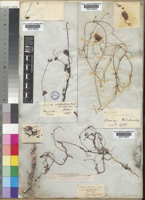 Kew Gardens K000196002:  Hooker [s.n.] Mexico