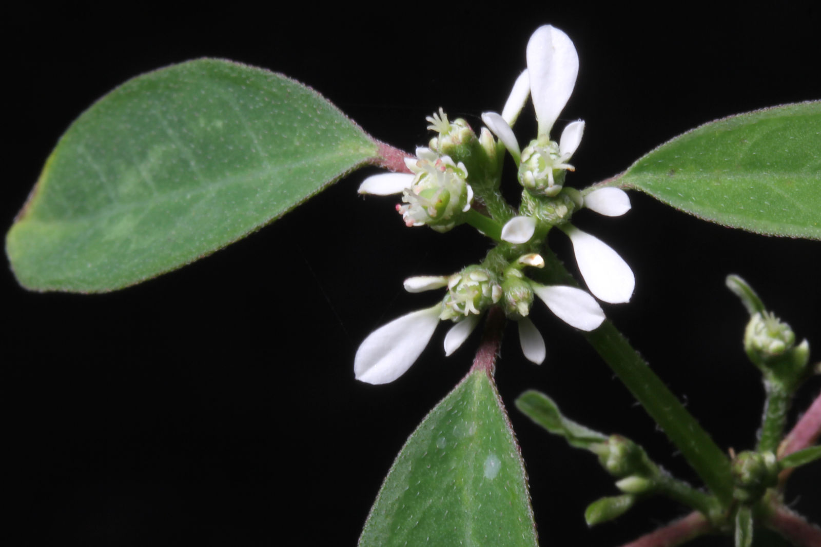 Euphorbia graminea Jacq. | Colombian Plants made accessible