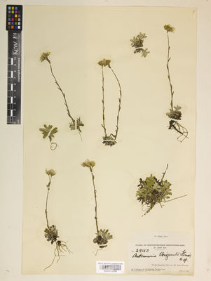 Kew Gardens K000910559:  Fernald, M.L.; Wiegand, K.M.; Long, B.H.; Gilbert, F.A.; Hotchkiss, N. [s.n.] Canada