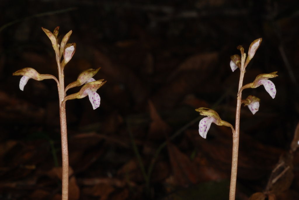 © copyright of the Board of Trustees of the Royal Botanic Gardens, Kew.