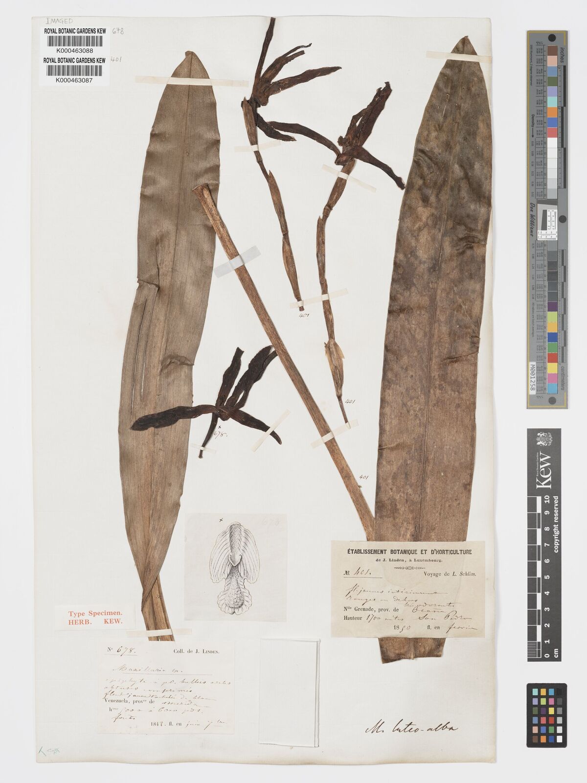 Kew Gardens K000463087:  Schlim [401] Colombia