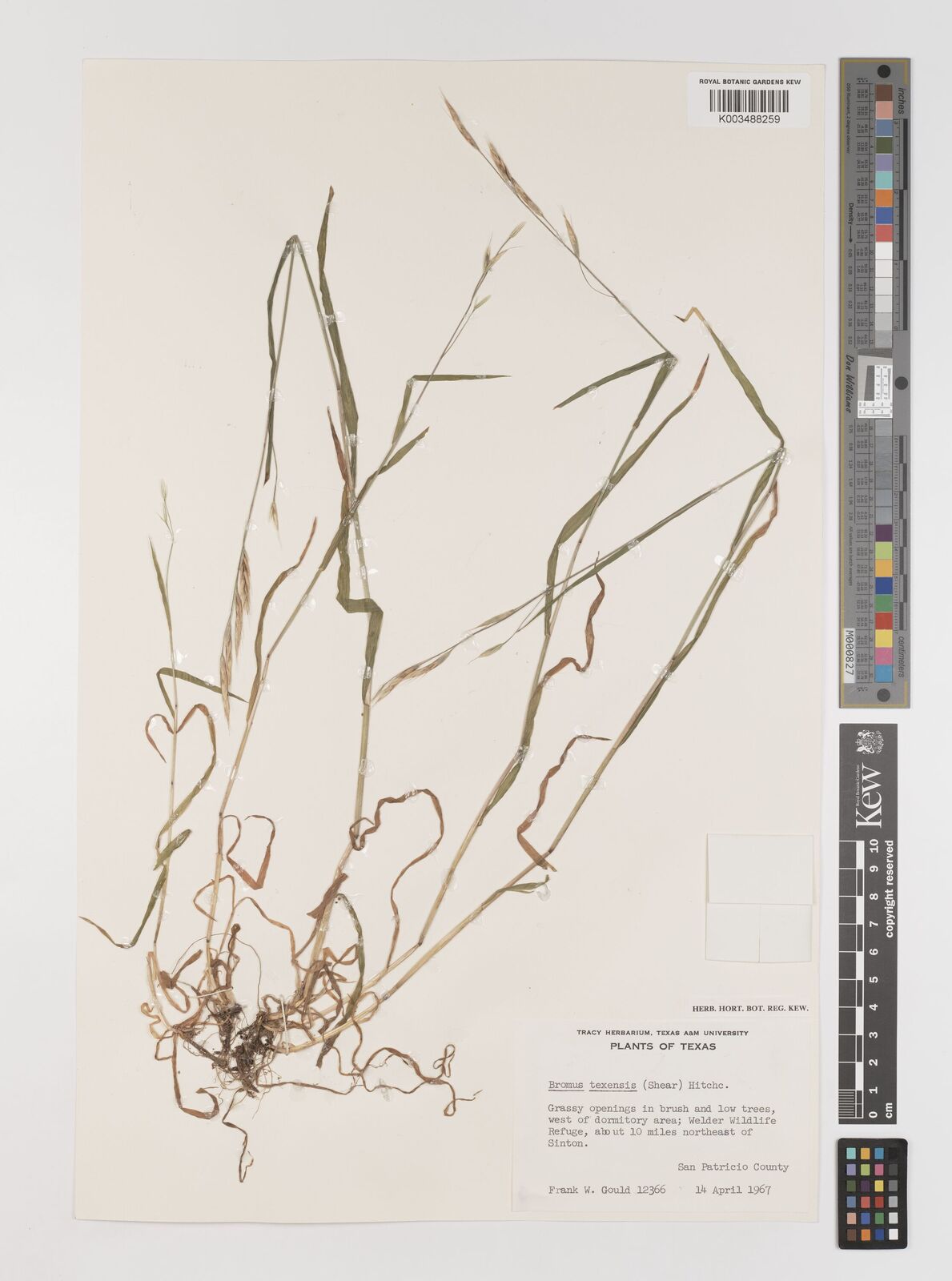 Bromus texensis (Shear) Hitchc. | Plants of the World Online | Kew Science