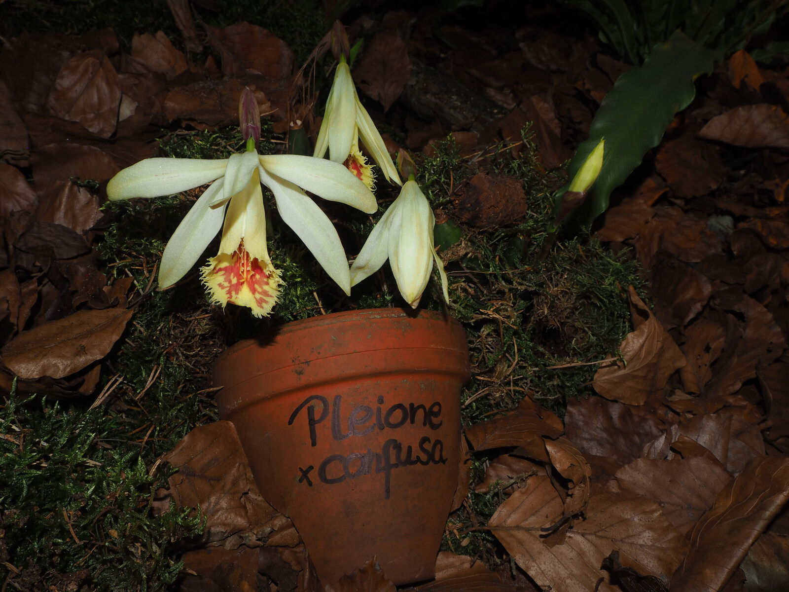Pleione confusa