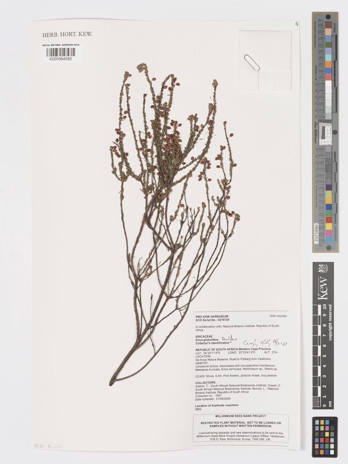 Erica globulifera