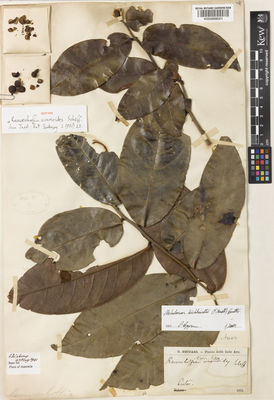 Kew Gardens K000898001:  Beccari, O. [s.n.] Indonesia