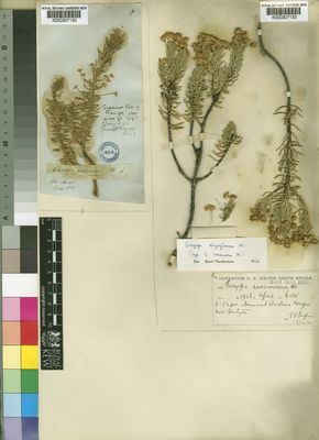 Kew Gardens K000307132:  Drege [s.n.] South Africa