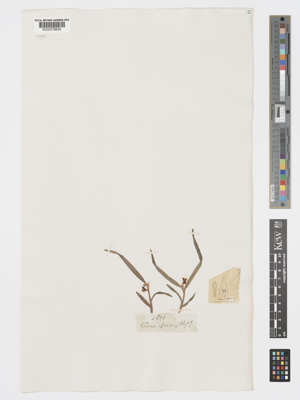 Kew Gardens K000079634:  s.coll. [1631] Ecuador