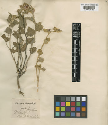 Kew Gardens K000328787:  Lorentz [s.n.]