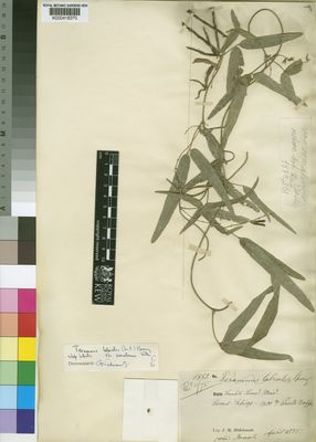 Kew Gardens K000418370:  Hildebrandt, J.M. [1389] Somalia