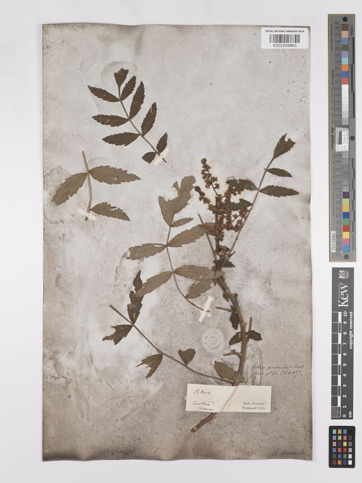 Rhus michauxii Sarg. | Plants of the World Online | Kew Science