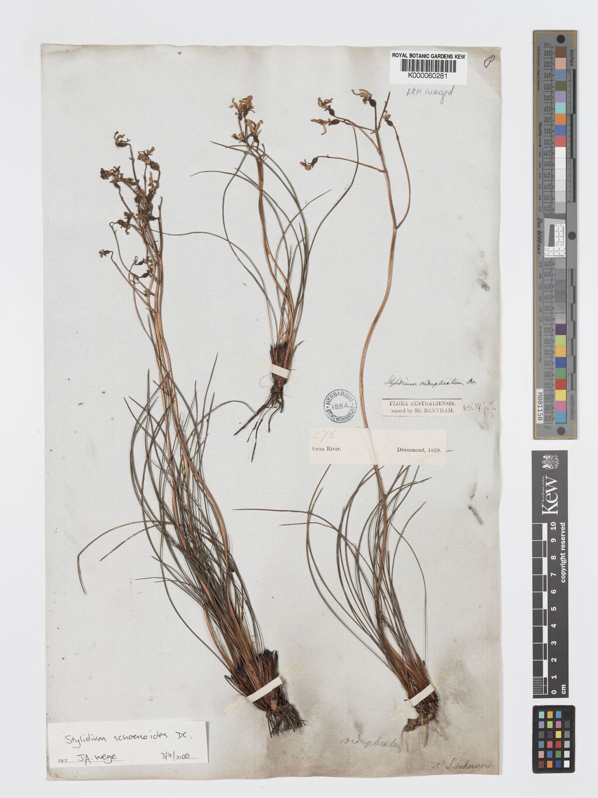 Kew Gardens K000060281:  Drummond, J. [276] Australia