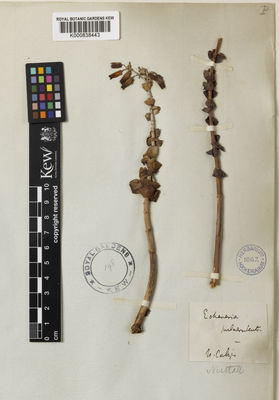 Kew Gardens K000838443:  Nuttall, T. [s.n.] United States