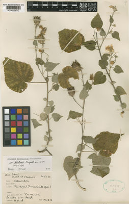 Kew Gardens K000328713:  Hinton, G.B. [7431] Mexico