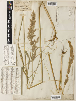 Kew Gardens K000838314:  s.coll. [s.n.]