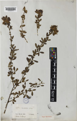 Kew Gardens K000829778:  Boissier, P.E. [s.n.] Syria