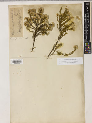 Kew Gardens K000910433:  s.coll. [472] New Zealand