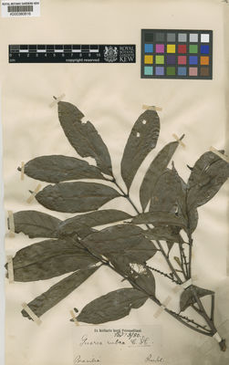 Kew Gardens K000380616:  Riedel [s.n.] Brazil