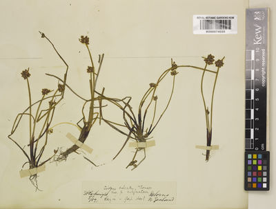 Kew Gardens K000974020:  s.coll. [s.n.] New Zealand