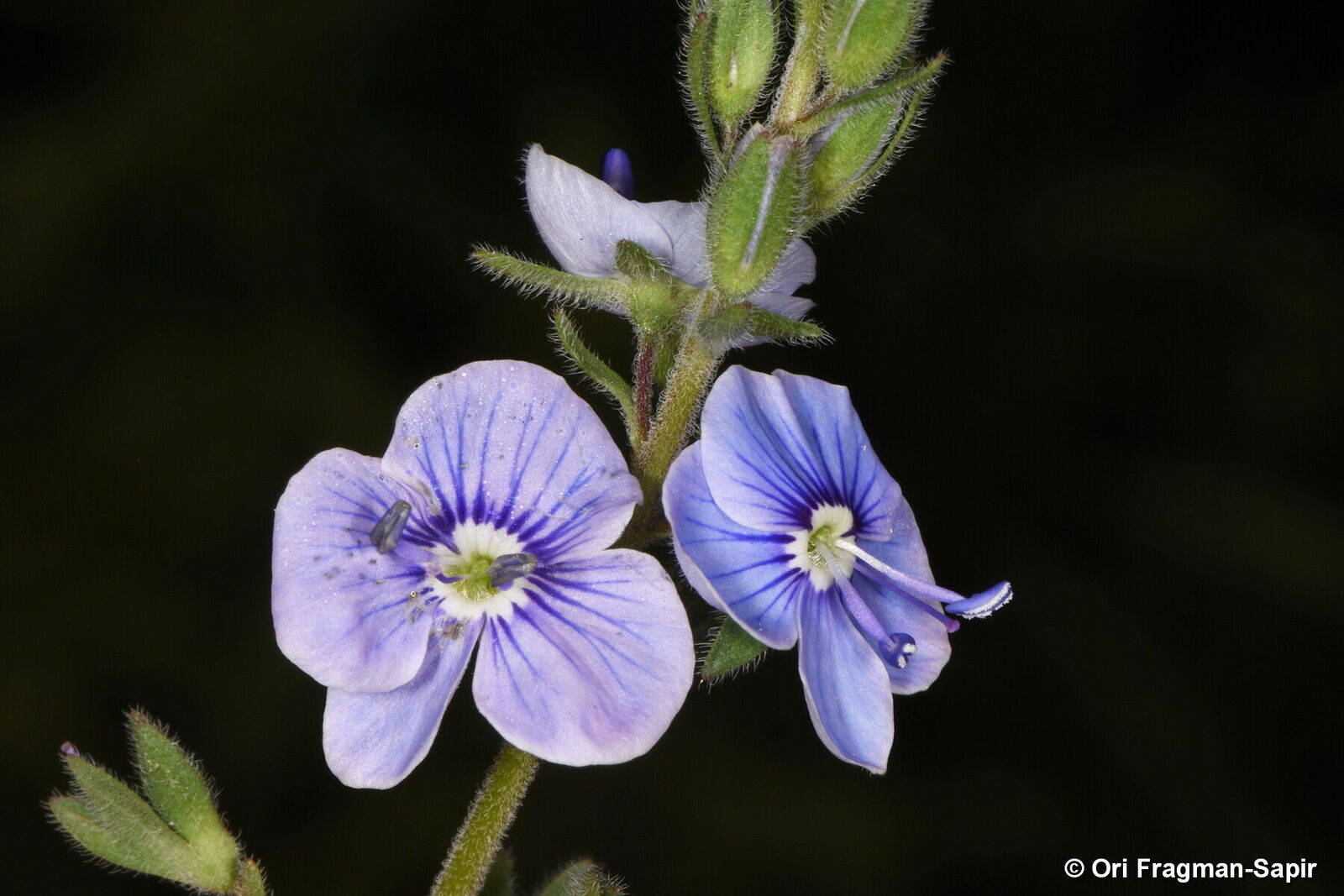 Veronica chamaedrys subsp. chamaedrys | Plants of the World Online