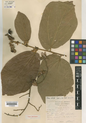 Kew Gardens K000686956:  Kerr, A.F.G. [5802] Thailand