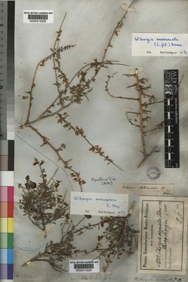 Kew Gardens K000413328:  Drege [s.n.] South Africa