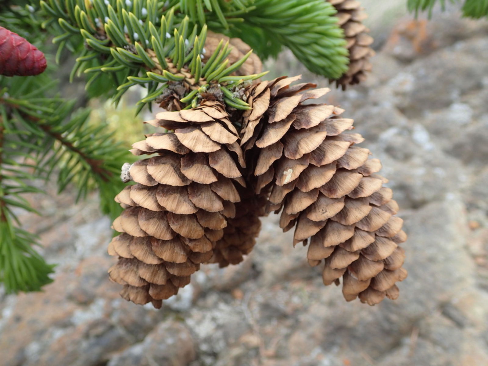 © copyright of the Board of Trustees of the Royal Botanic Gardens, Kew.