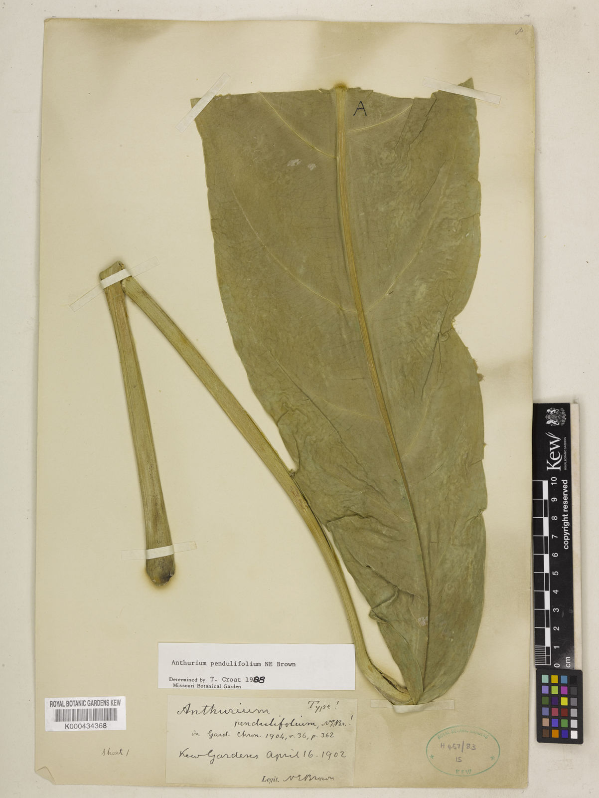 Anthurium pendulifolium N.E.Br. | Plants of the World Online | Kew Science