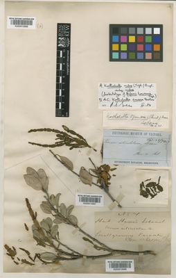 Kew Gardens K000912686:  s.coll. [s.n.] Australia