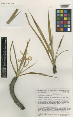 Kew Gardens K000400822:  Mello-Silva, R.; et al. [605] Brazil