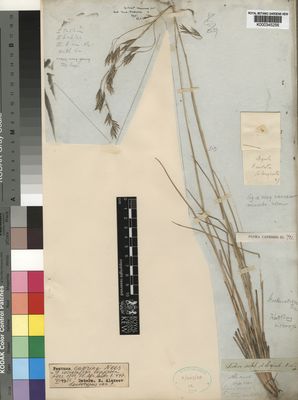 Kew Gardens K000345256:  Drege [s.n.] South Africa