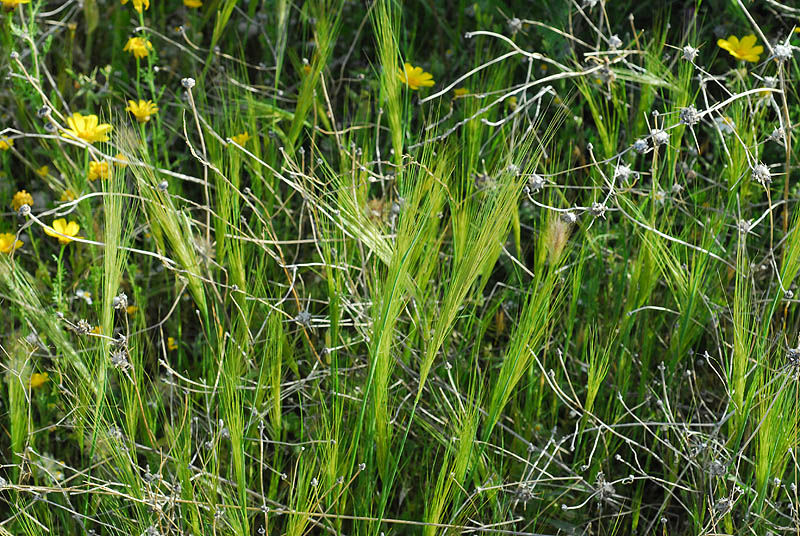 Stipellula capensis (Thunb.) Röser & Hamasha | Plants of the World ...