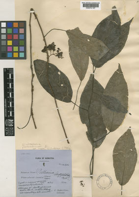 Kew Gardens K000741167:  Boden-Kloss, C. [14624] Indonesia