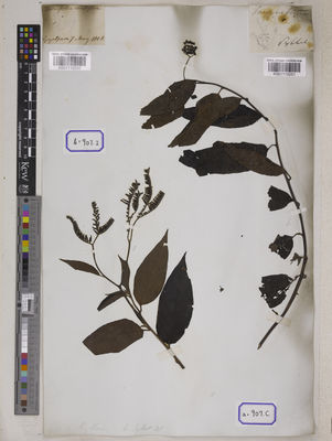 Kew Gardens K001110250:  Wallich, N. [Cat. no. 907]