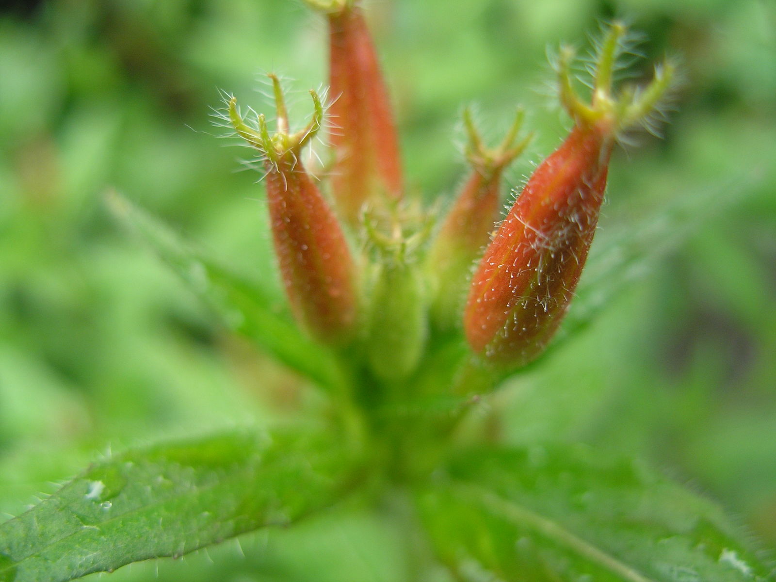 © copyright of the Board of Trustees of the Royal Botanic Gardens, Kew.