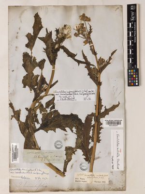 Kew Gardens K000895246:  Quited [s.n.] Nicaragua