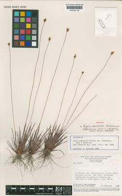 Kew Gardens K000587108:  Irwin, H.S.; Santos, R.R.; Souza, R.; Fonseca, S.F. [23667] Brazil