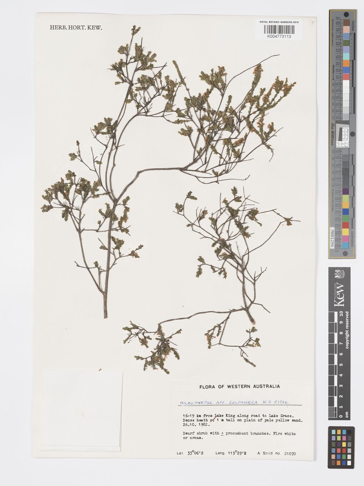 Micromyrtus sulphurea
