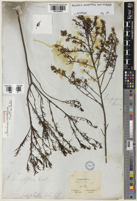 Kew Gardens K001065653:  Claussen, P. [s.n.] Brazil